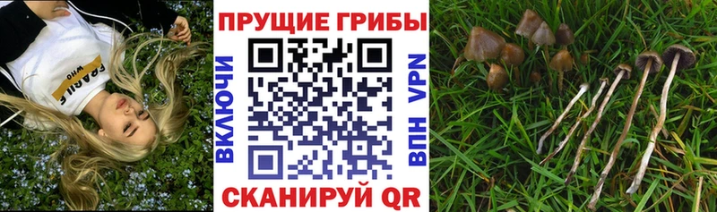 Галлюциногенные грибы Psilocybe  darknet официальный сайт  Сосновый Бор  MEGA зеркало 